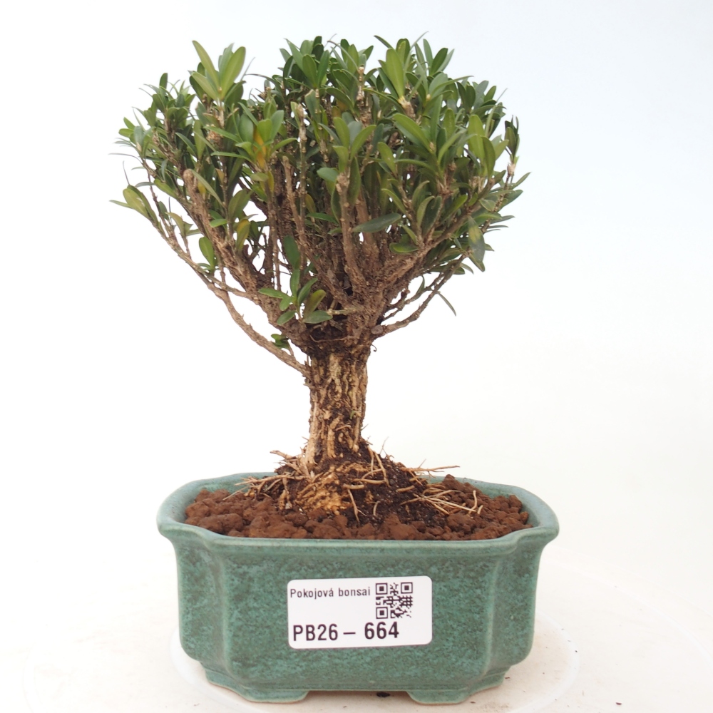 Kamerbonsai - Buxus harlandii - kurk buxus