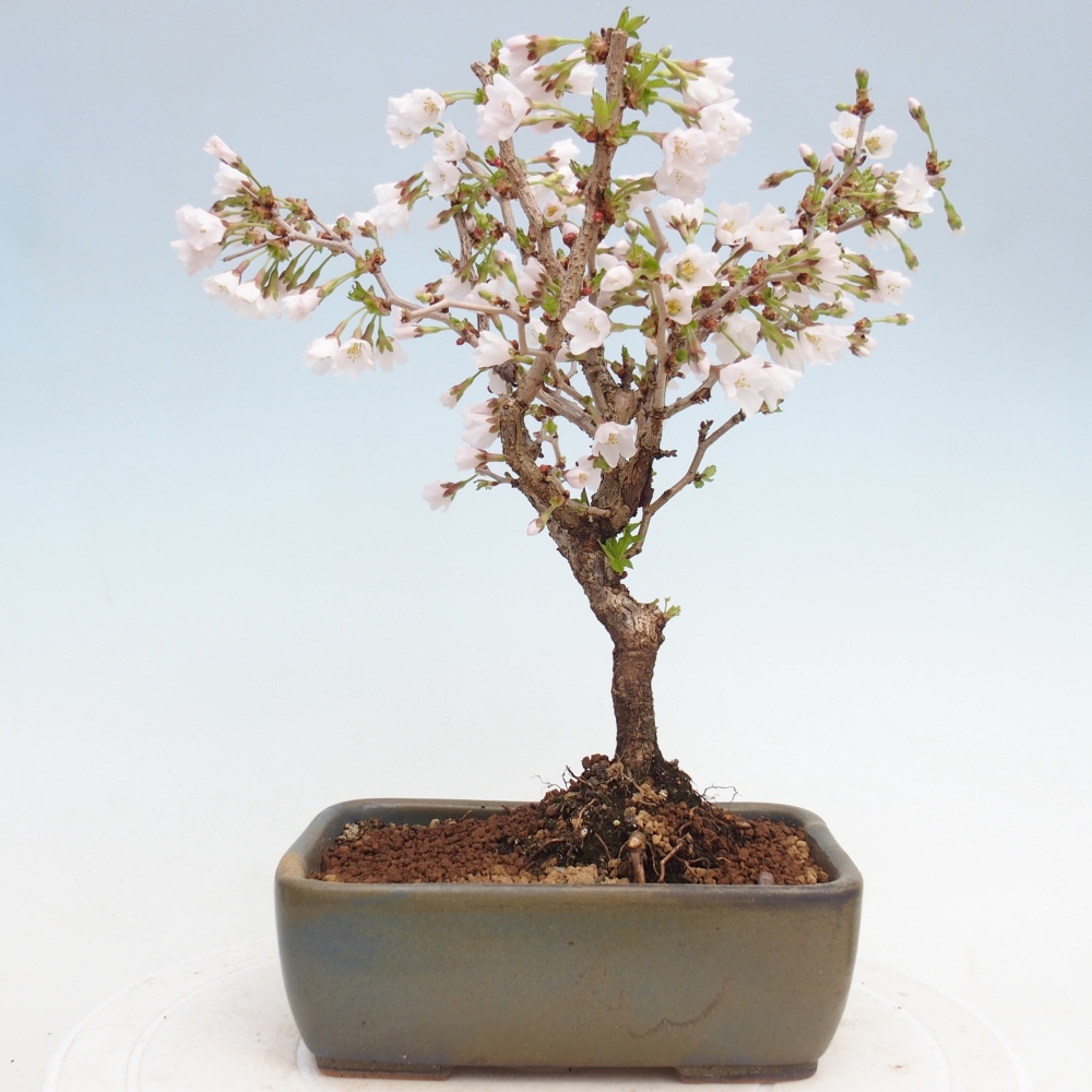 Bonsai voor buiten - Prunus incisa Kojou-no mai-Plivon uitgesneden