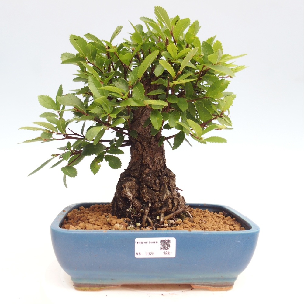 Bonsai voor buiten - Zelkova - Zelkova NIRE