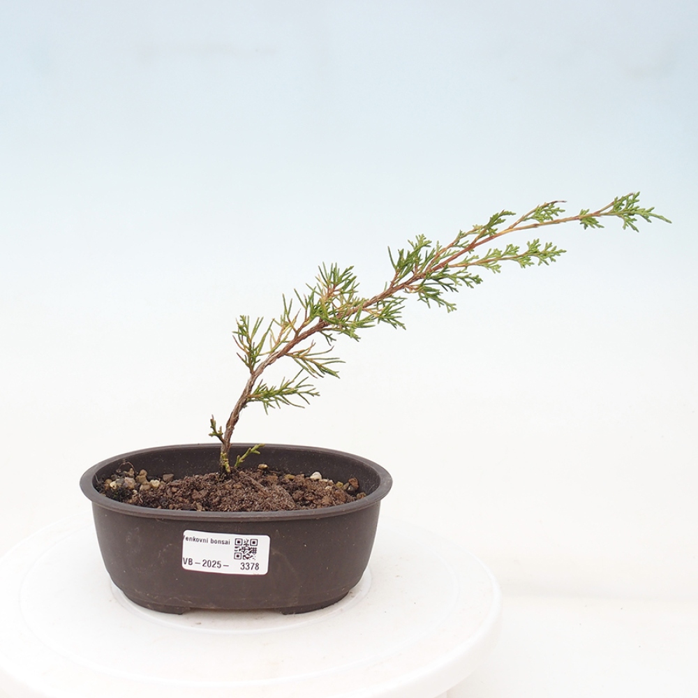 Bonsai voor buiten - Juniperus chinensis Itoigawa