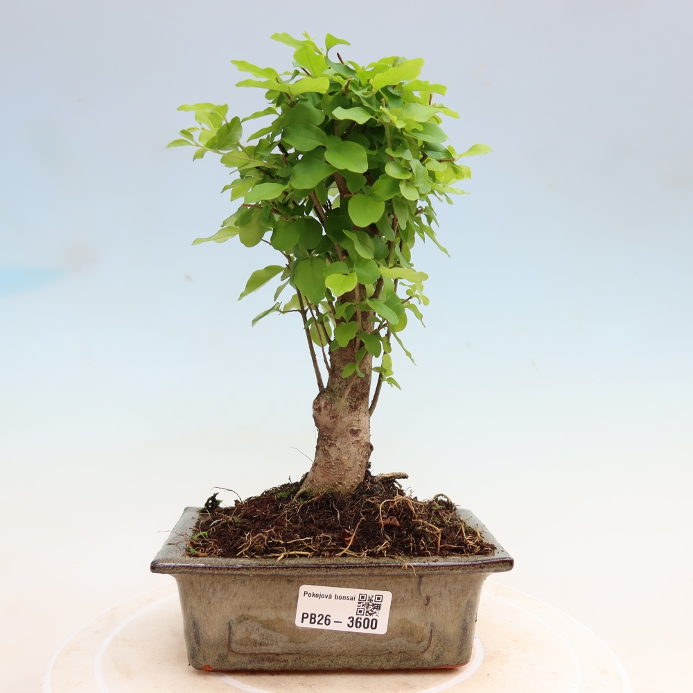 Kamerbonsai -Ligustrum chinensis - Vogelsnavel
