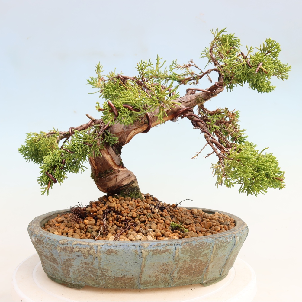 Bonsai voor buiten - Juniperus chinensis Itoigawa-Juniperus chinensis