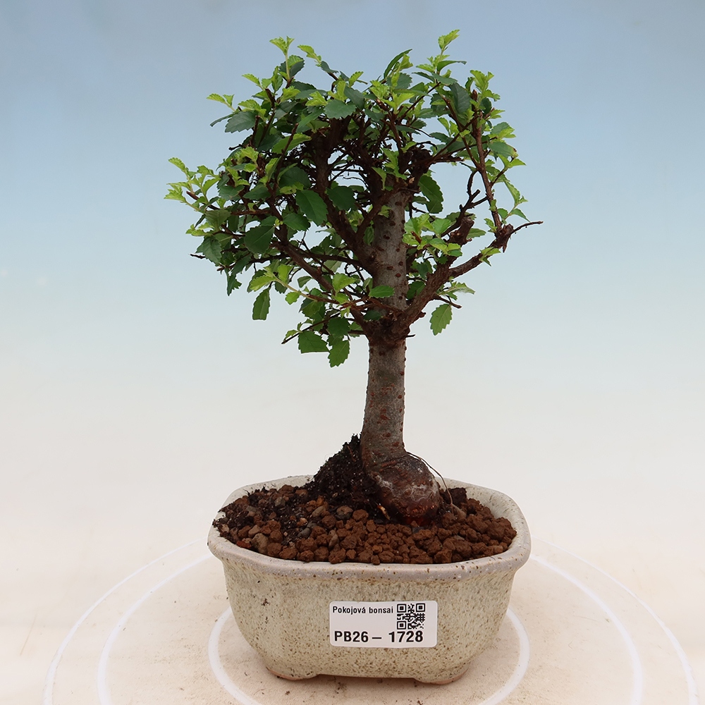 Kamerbonsai - Ulmus parvifolia - Winteriep