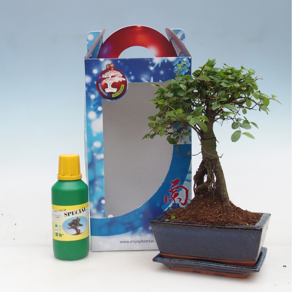 Ulmus parvifolia - Chinese iep