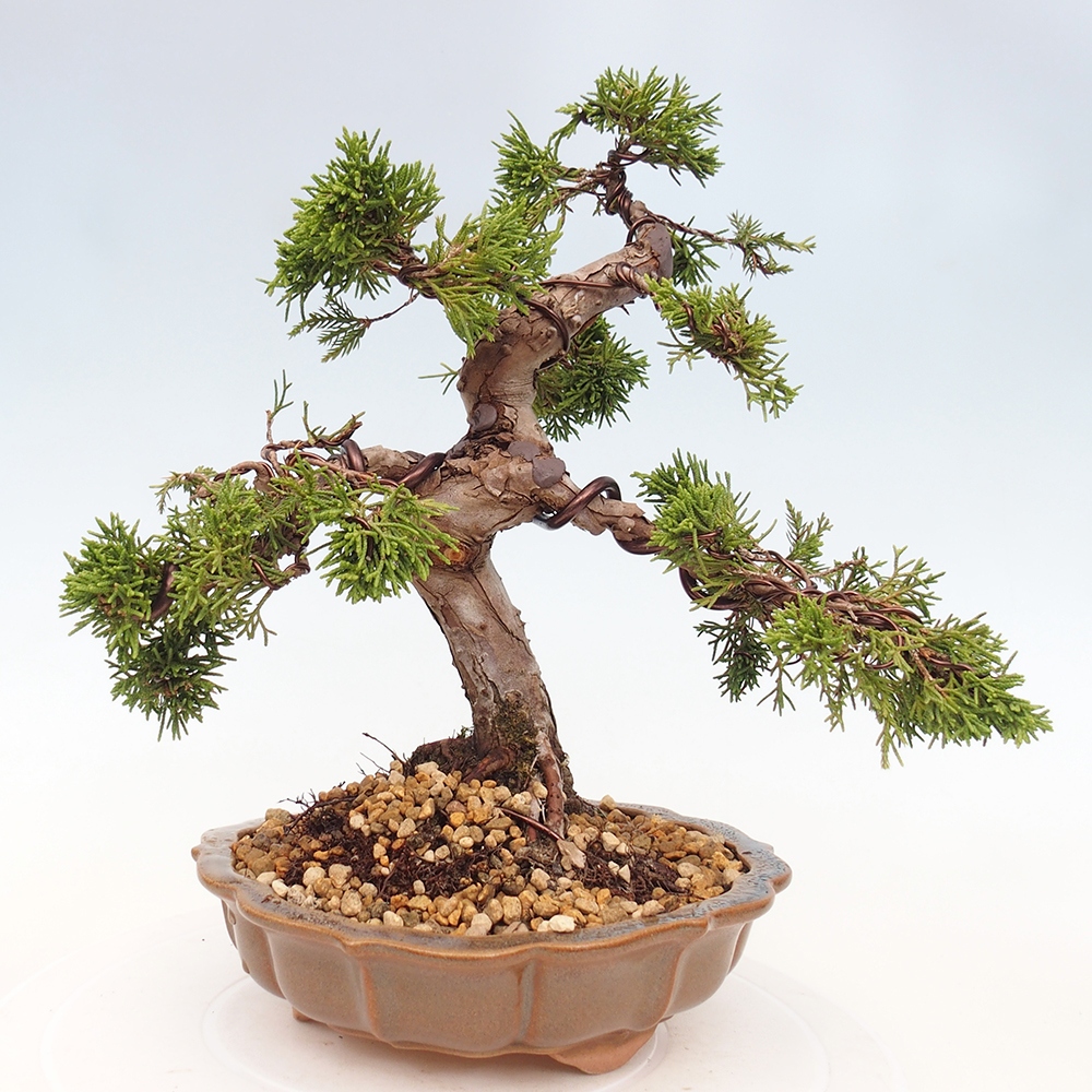Bonsai voor buiten - Juniperus chinensis Itoigawa