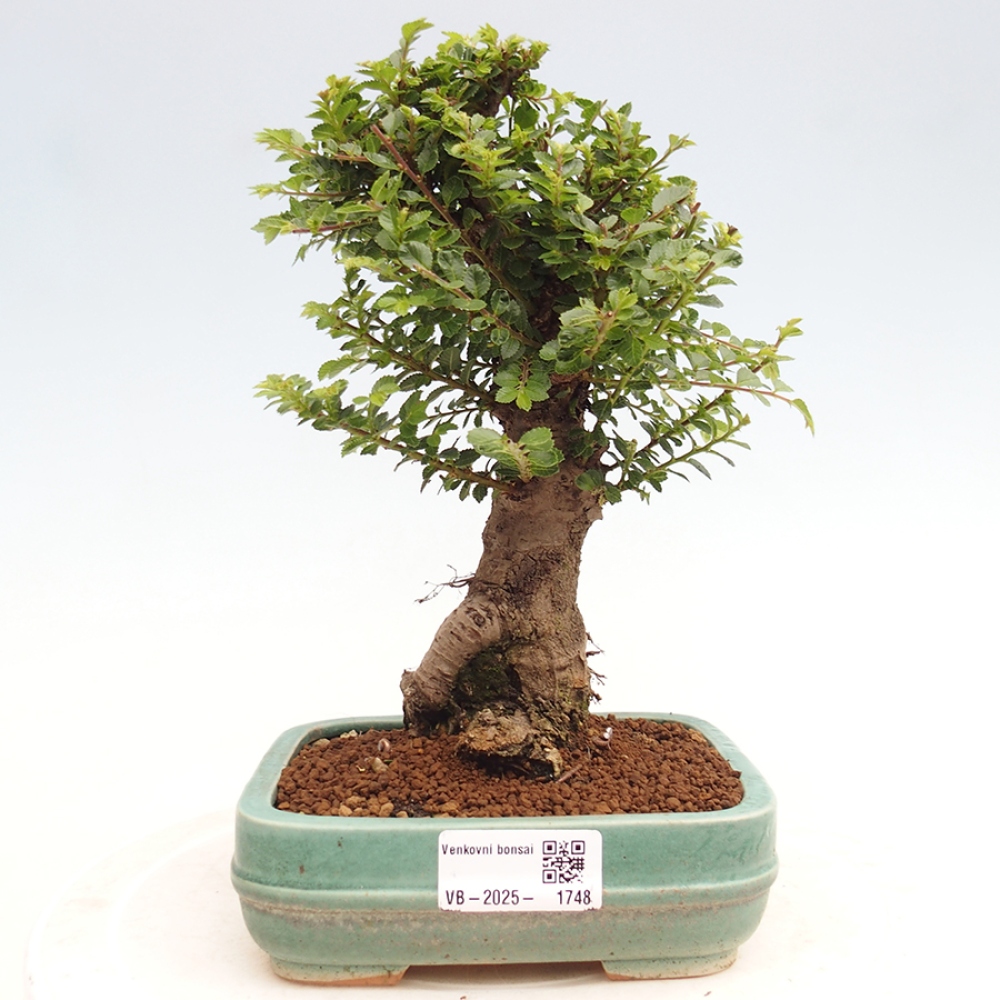 Bonsai voor buiten - Ulmus parvifolia Hokkaido - Chinese iep