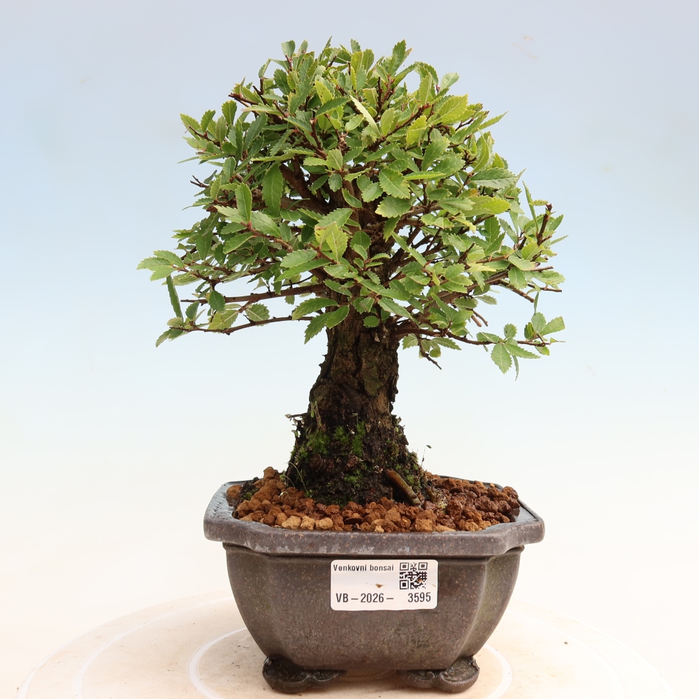 Bonsai voor buiten - Zelkova - Zelkova NIRE