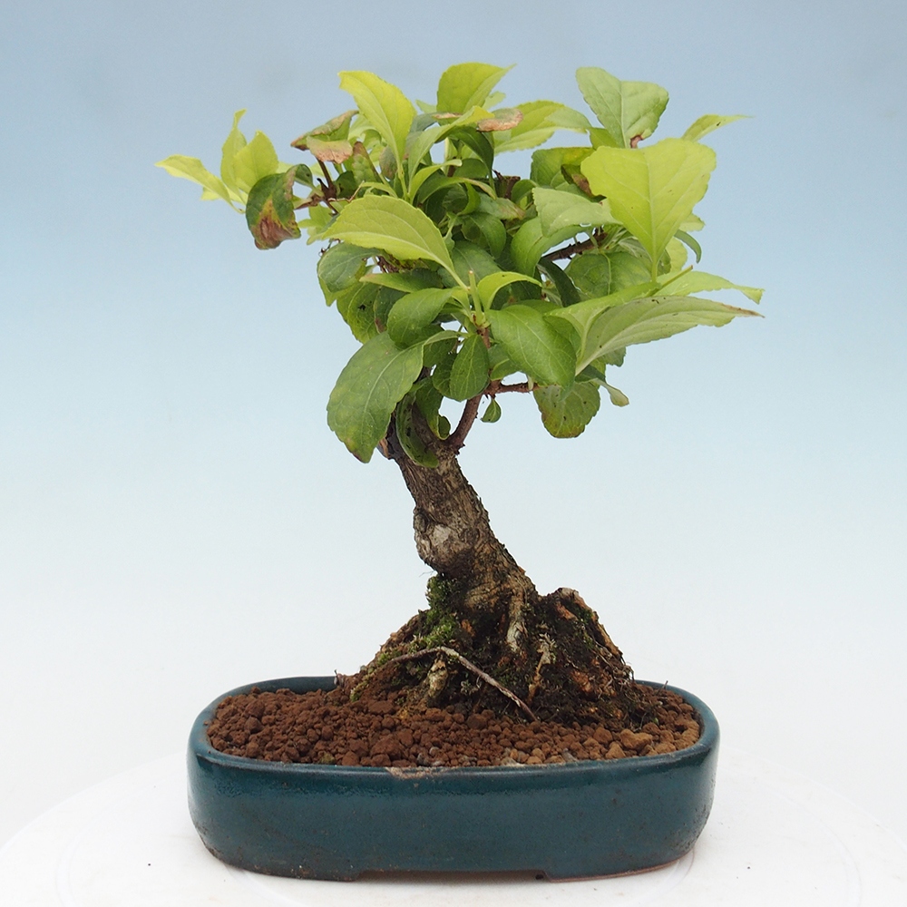 Bonsai voor buiten - Celastrus orbiculatus