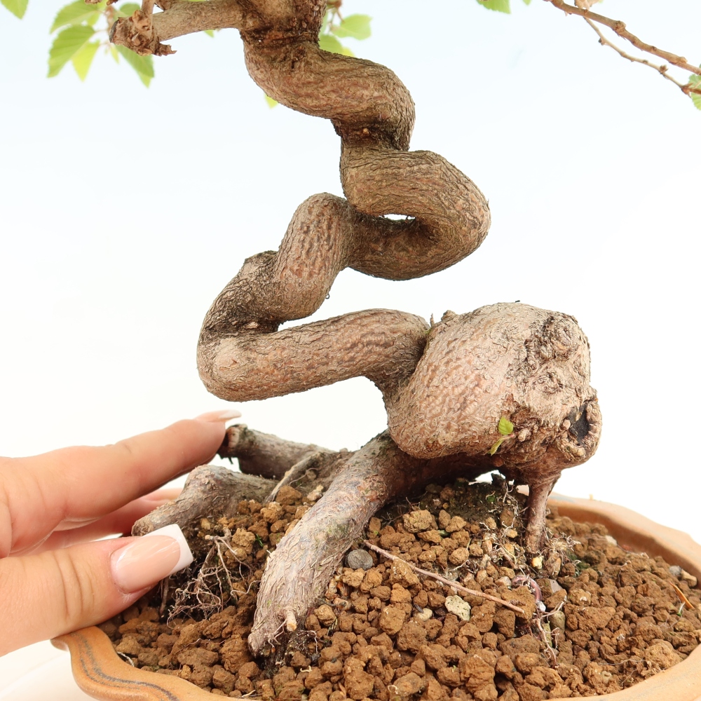 Bonsai voor buiten -Carpinus Coreana - Koreaanse haagbeuk
