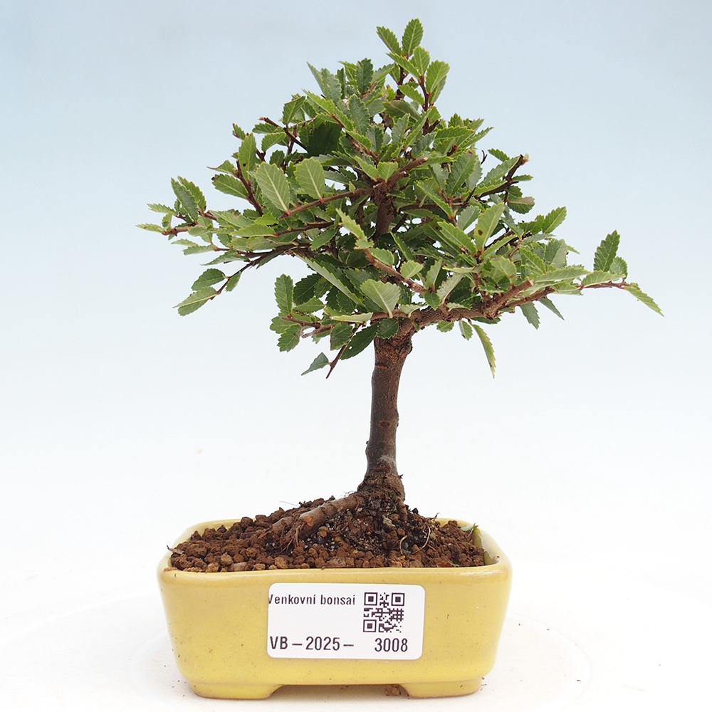 Bonsai voor buiten - Ulmus parvifolia Sagei - Kleinbladige iep