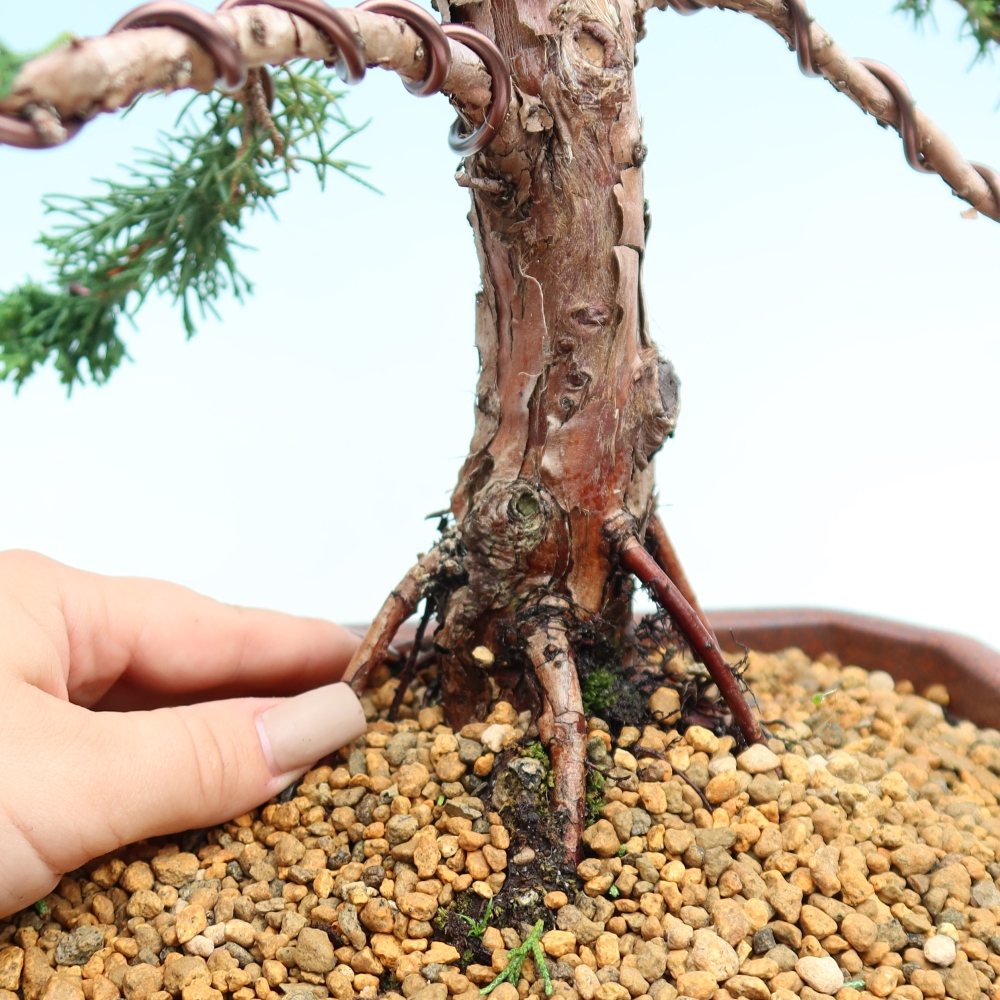 Bonsai voor buiten - Juniperus chinensis Kishu
