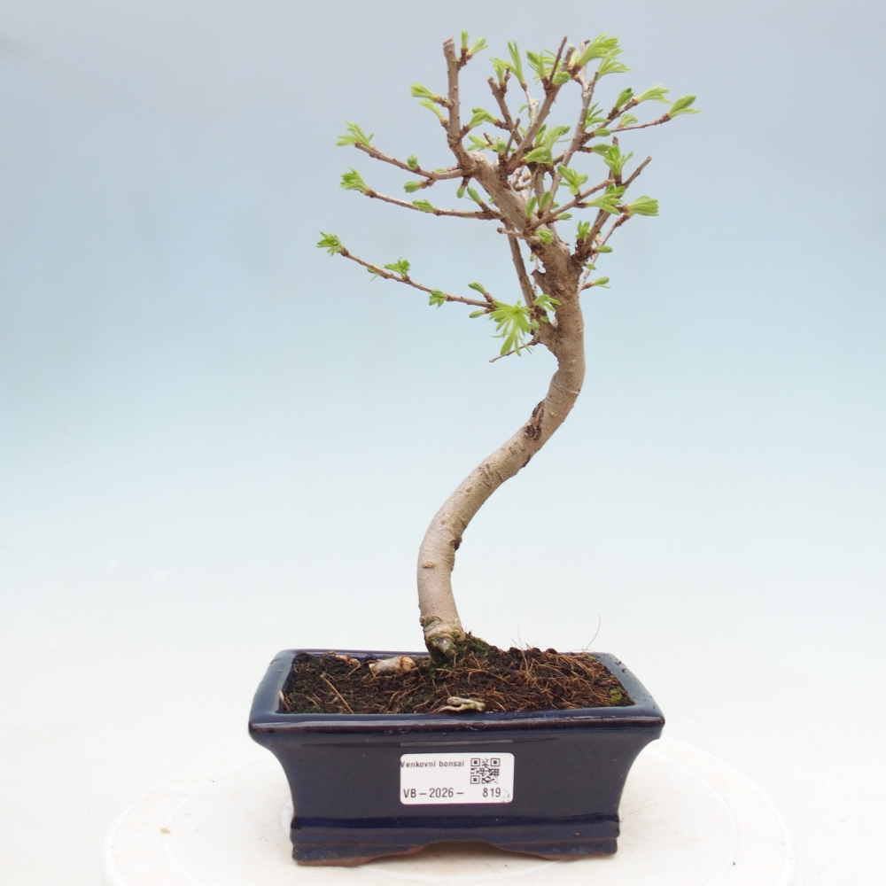 Bonsai voor buiten -Pseudolarix amabis-Pseudolarix amabis