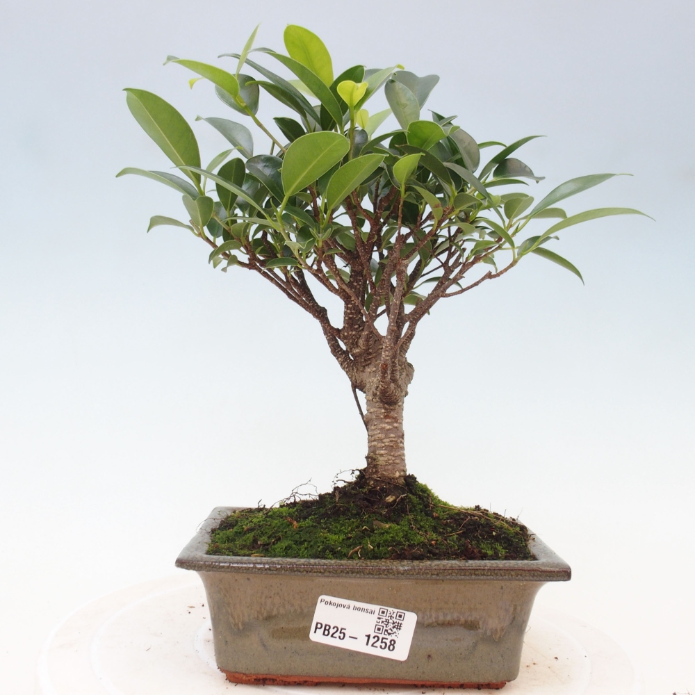 Kamerbonsai - Ficus retusa - kleinbladige ficus
