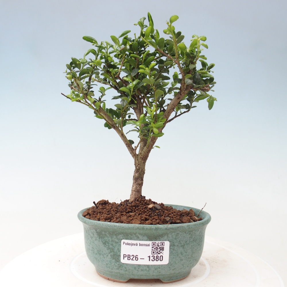 Kamerbonsai - Ilex crenata - Hulst