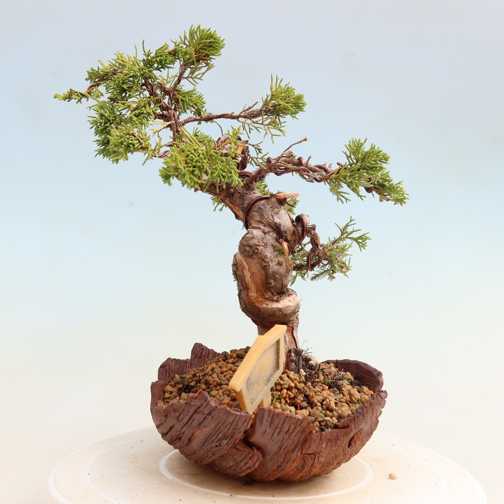 Bonsai voor buiten - Juniperus chinensis Itoigawa-Juniperus chinensis