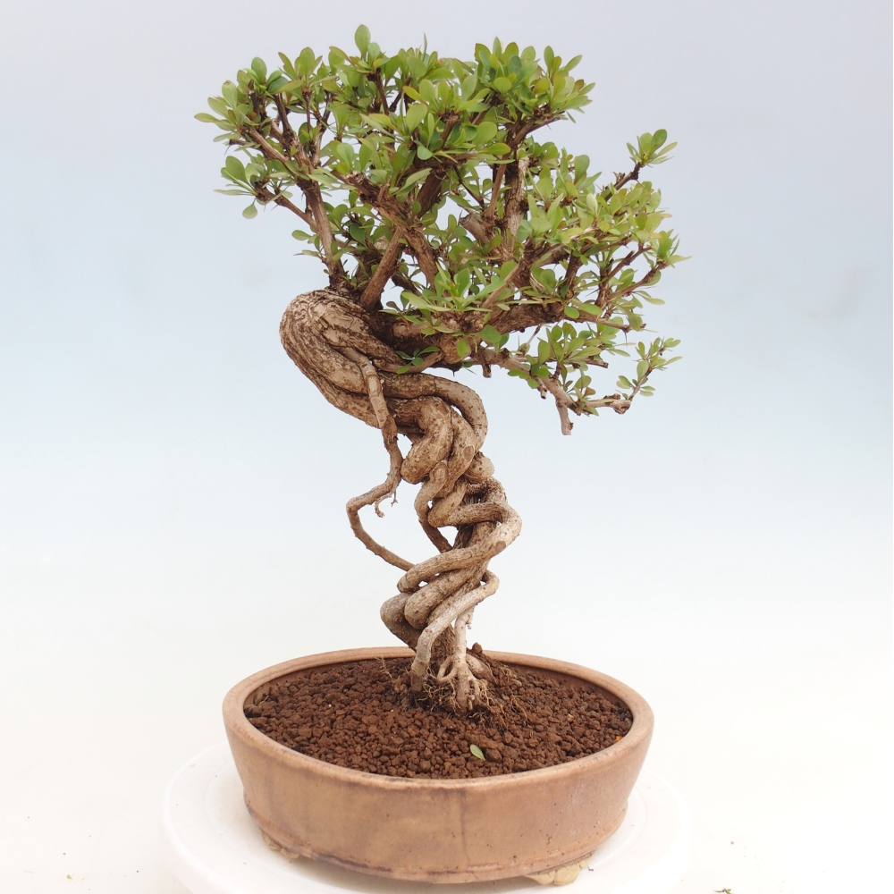 Bonsai voor buiten - Berberis coreana
