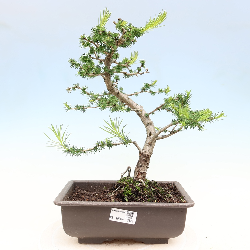 Bonsai voor buiten -Larix decidua - Lariks