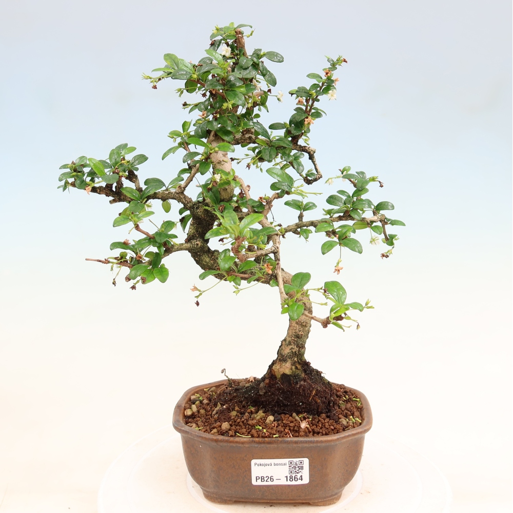 Kamerbonsai - Carmona macrophylla - Thee fuki