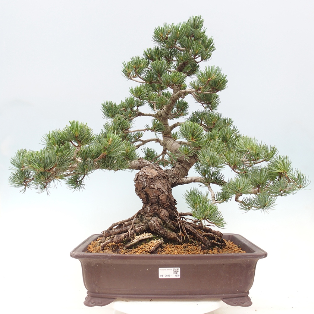 Bonsai voor buiten - Pinus parviflora - Pinus parviflora