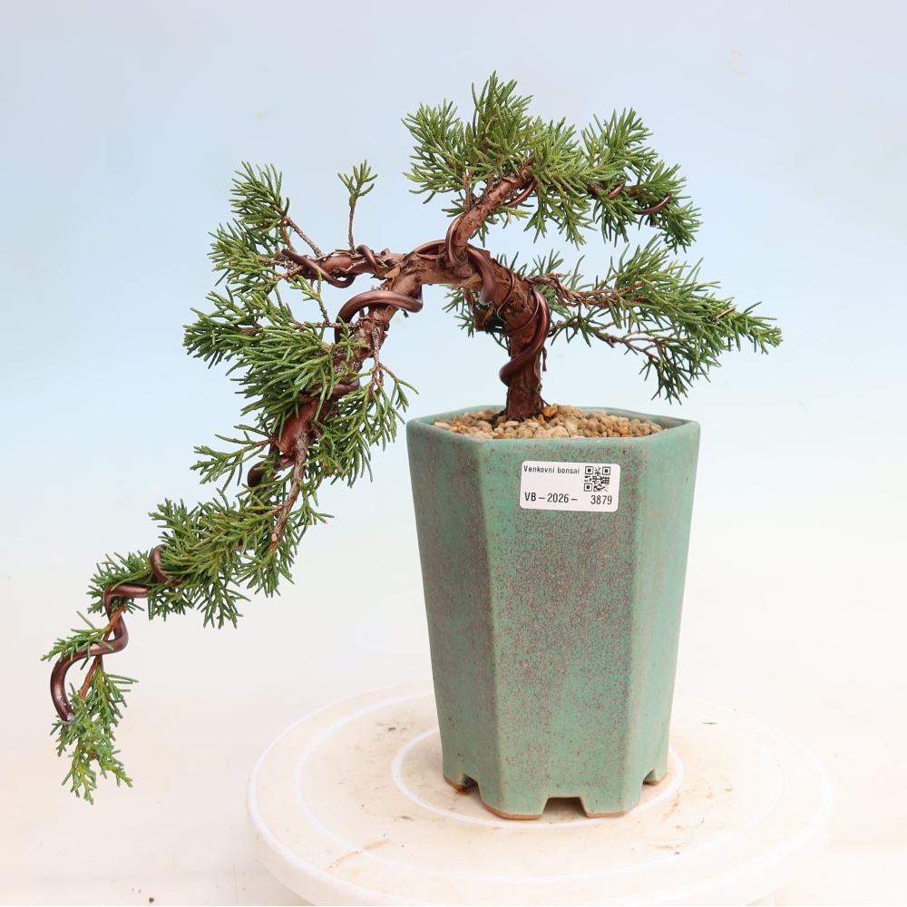 Bonsai voor buiten - Juniperus chinensis Kishu
