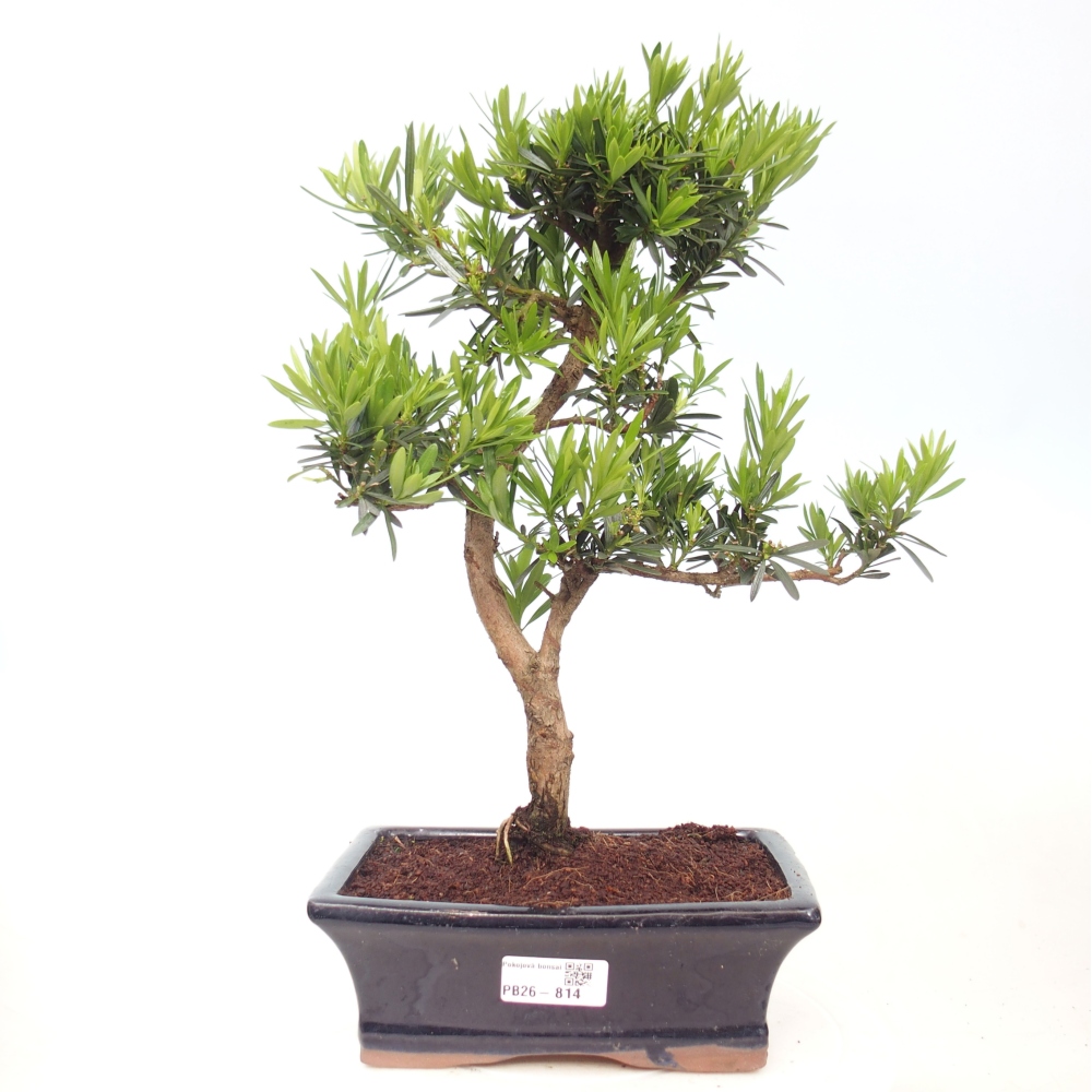 Kamerbonsai - Podocarpus - Taxus