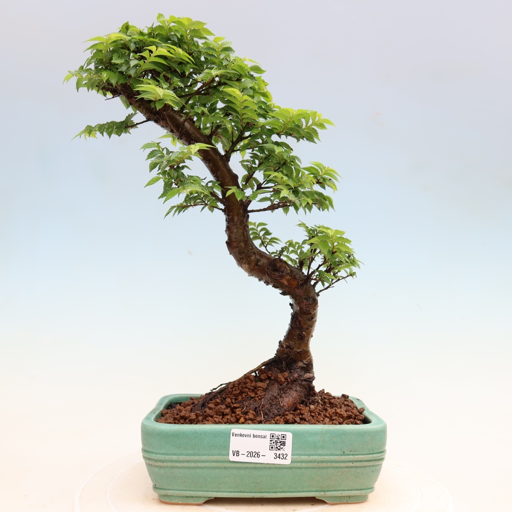 Buitenbonsai - Ulmus Jacqueline Hillier - Prachtige iep