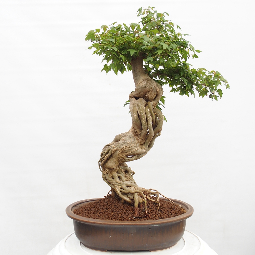 Bonsai voor buiten - Acer Buergerianum - Burgeresdoorn