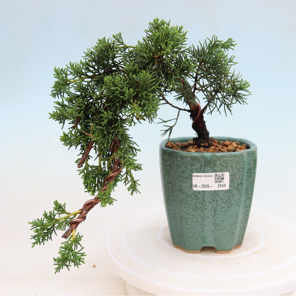 Bonsai voor buiten - Juniperus chinensis Kishu