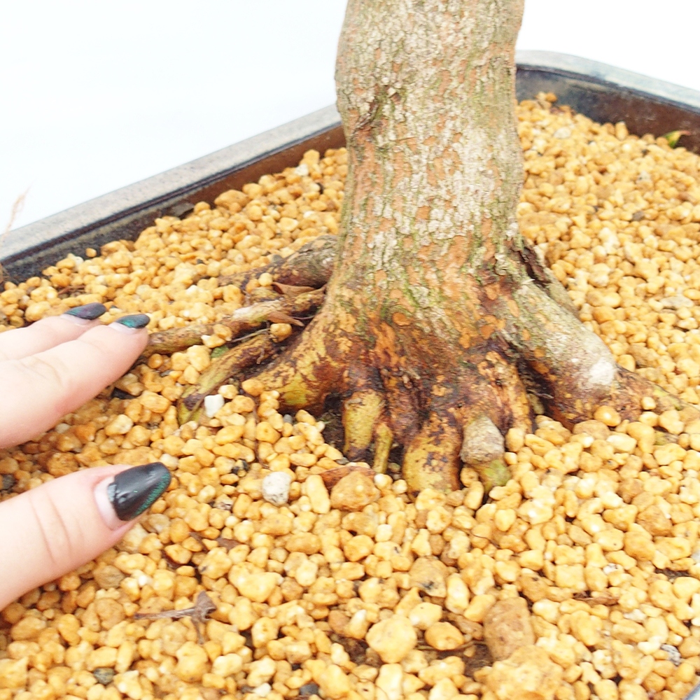 Bonsai voor buiten - Japanse Azalea - Azalea Saishun