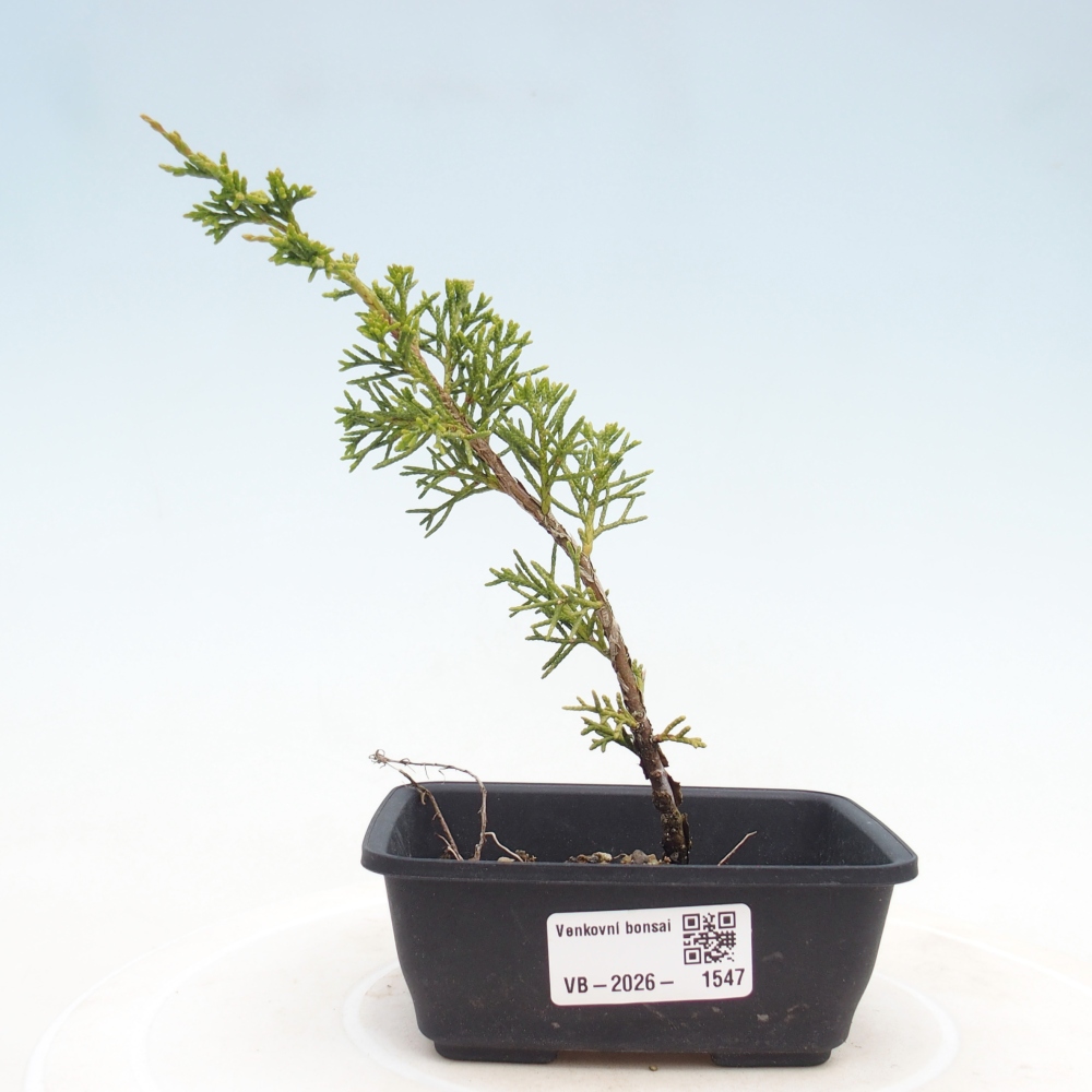 Bonsai voor buiten - Juniperus chinensis Itoigawa