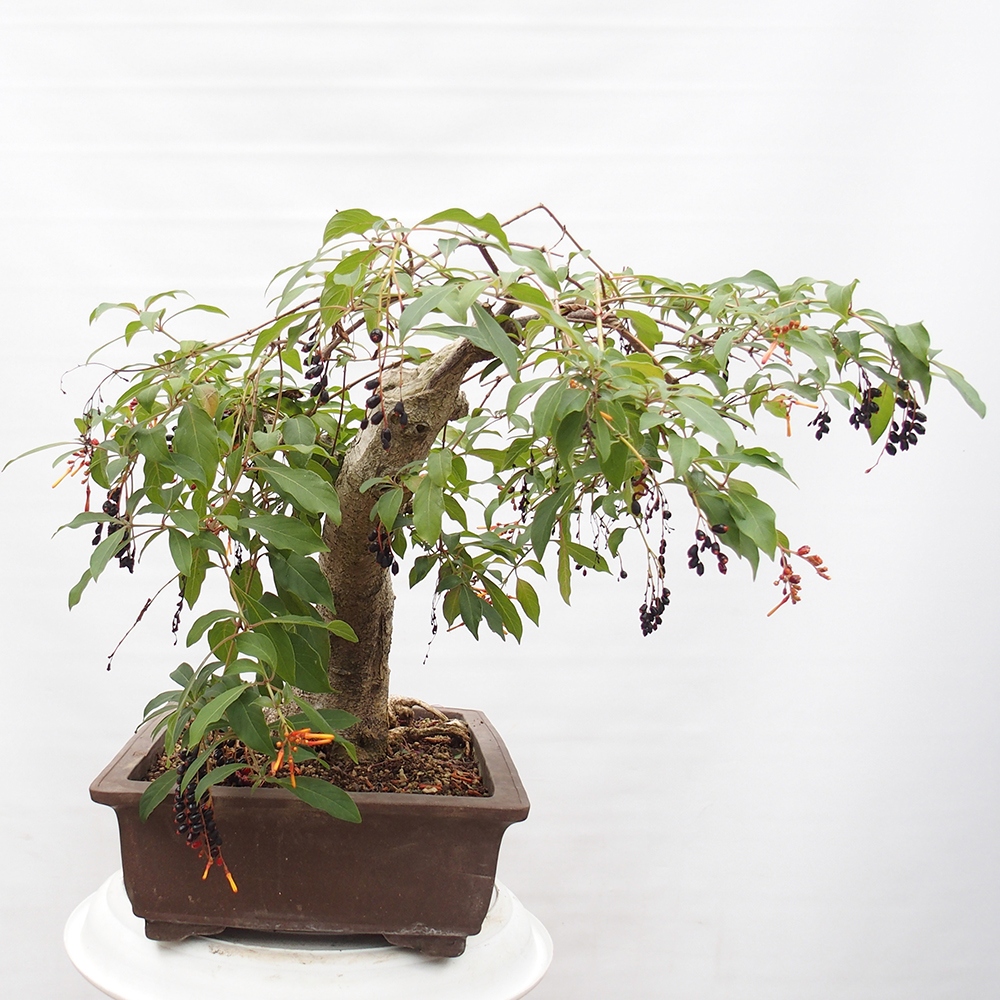 Kamerbonsai - Hamelia octrooi