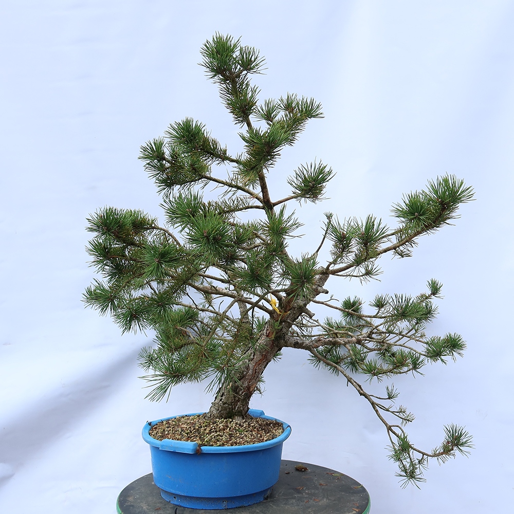 Pinus sylvestris Spanje - grove den