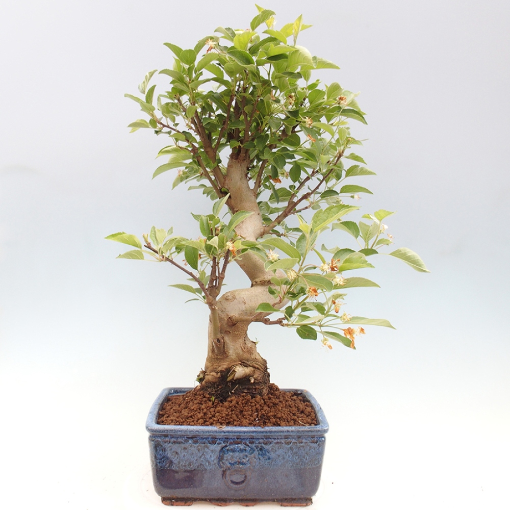 Bonsai voor buiten -Malus halliana - Appelboom met kleine vruchten