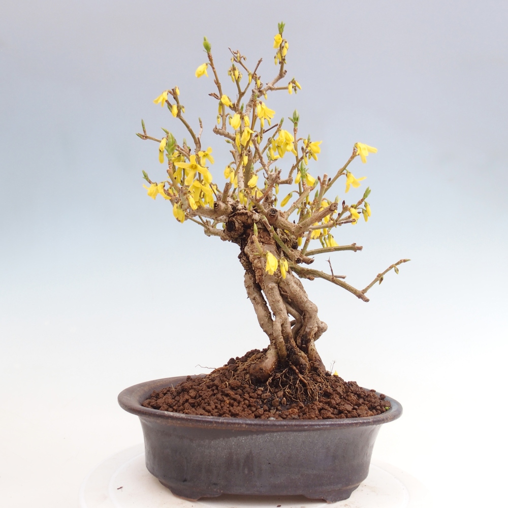Bonsai voor buiten - Zlatice - Forsythia koreana