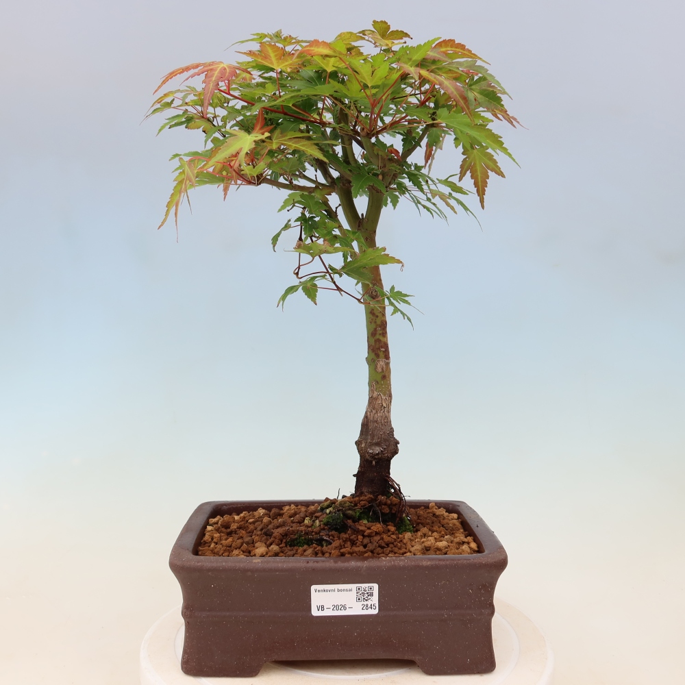 Noorse esdoorn - Acer palmatum Beni Tsukasa