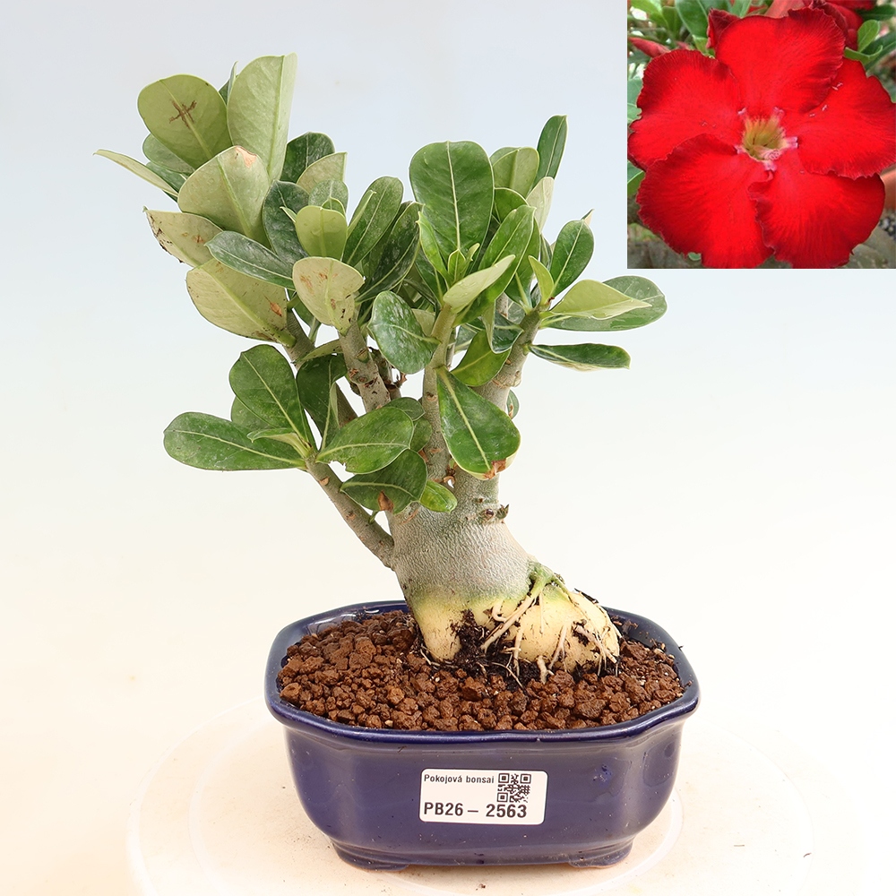 Kamerbonsai - Adenium obesum Red Star - Woestijnroos