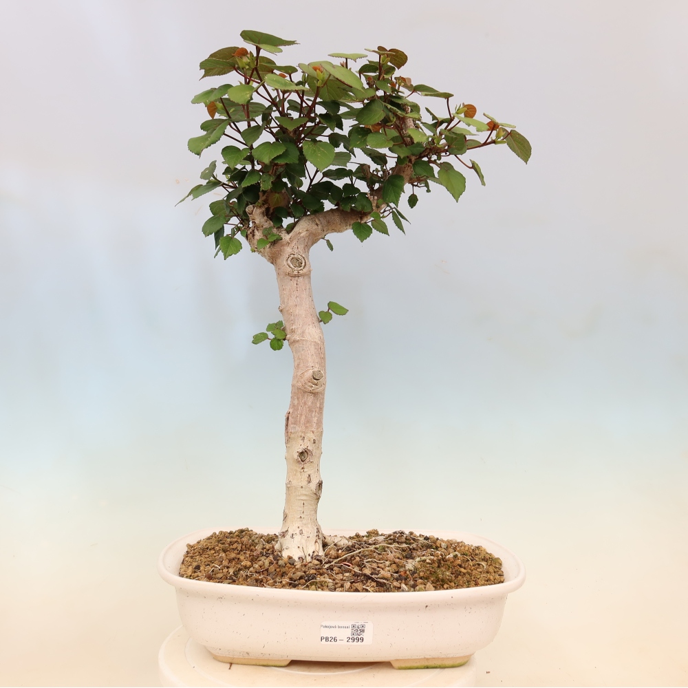 Bonsai voor binnen - Hibiscus tiliaceus - Zee Hibiscus