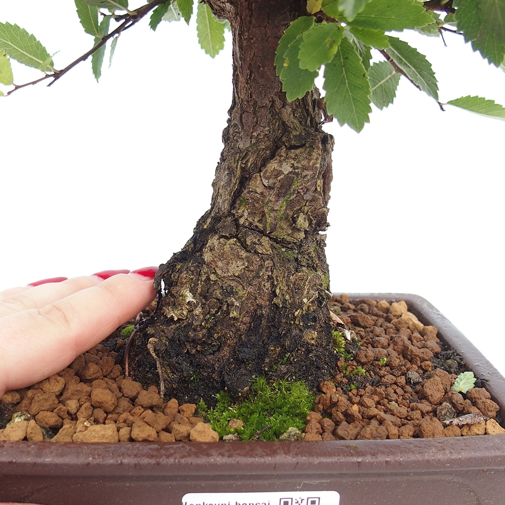 Bonsai voor buiten - Zelkova - Zelkova NIRE