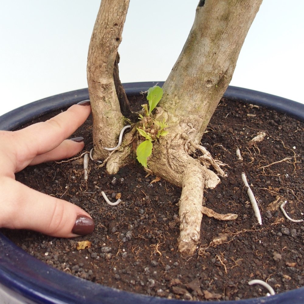 Kamerbonsai - Duranta erecta Aurea