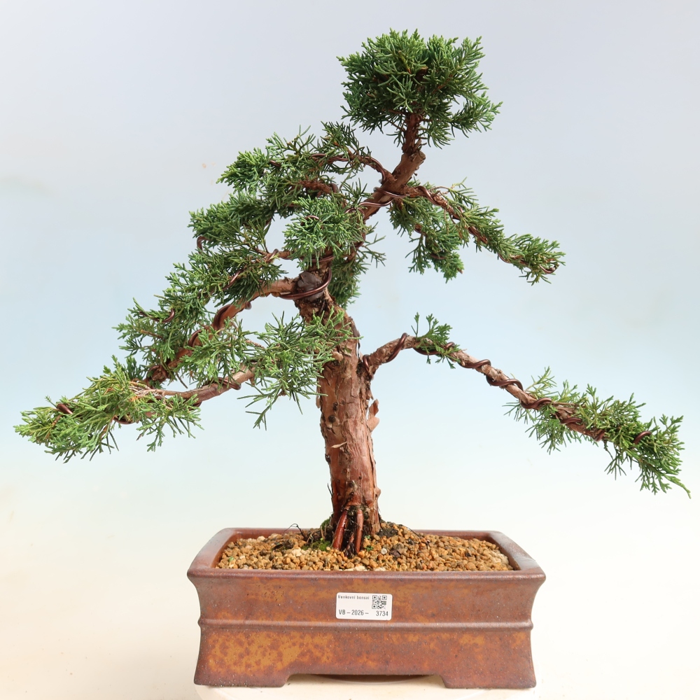 Bonsai voor buiten - Juniperus chinensis Kishu