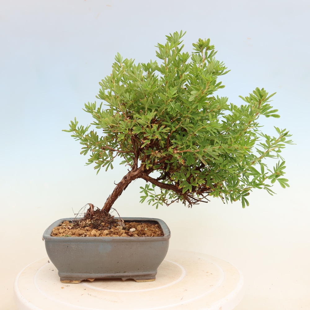 Buitenbonsai – Struikpotentilla – Potentilla fruticosa Bellissima