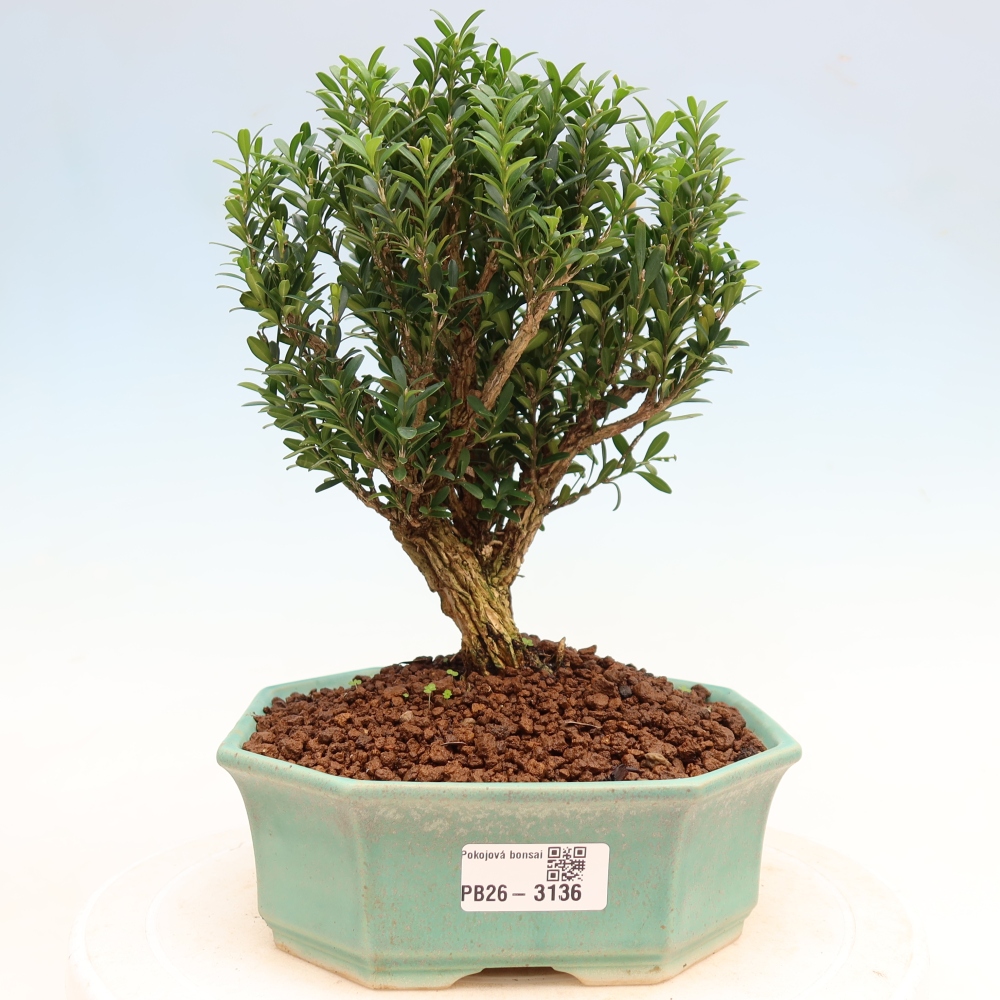 Kamerbonsai - Buxus harlandii - kurk buxus