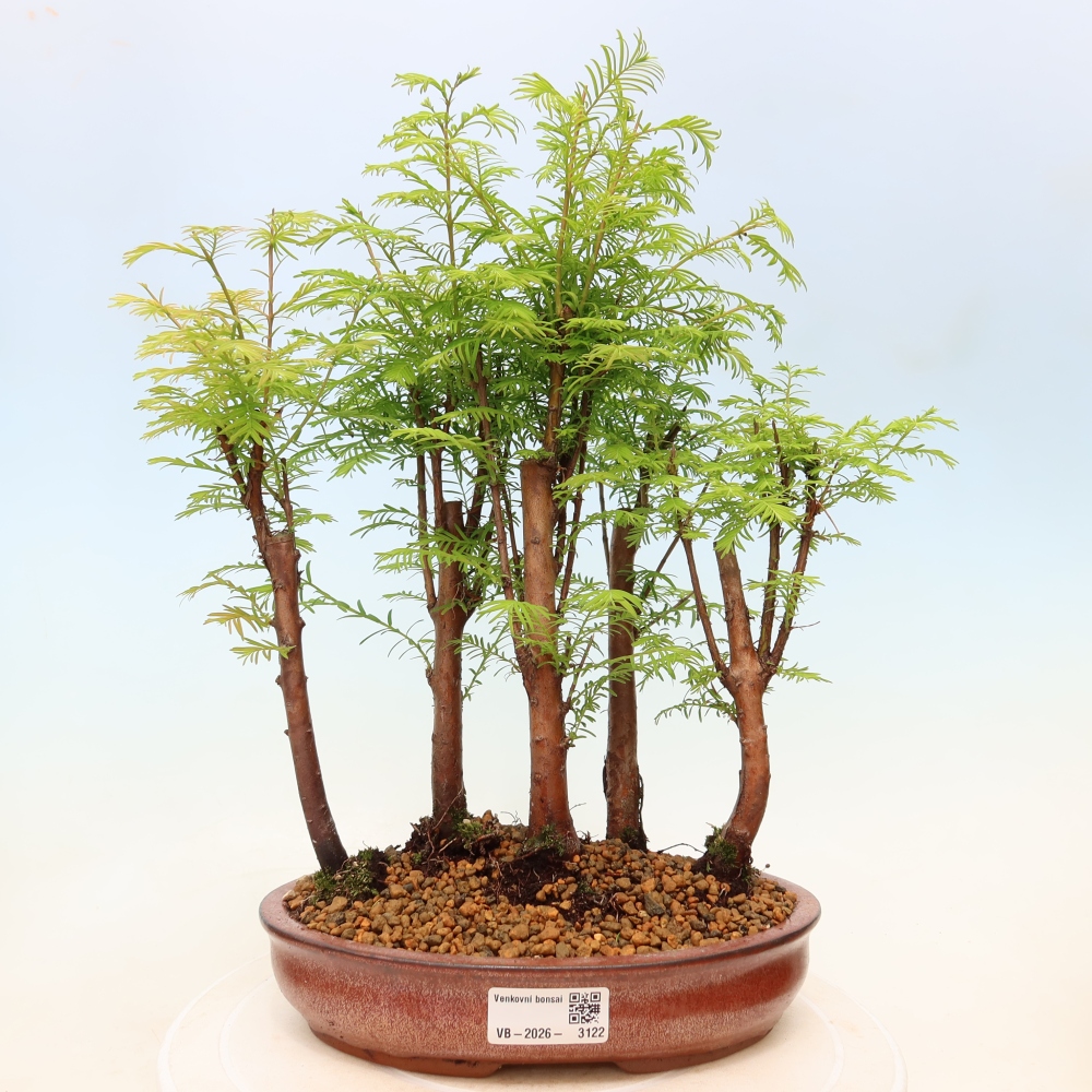 Buitenbonsai - Metasequoia glyptostroboides - Chinese metasequoia - bosje