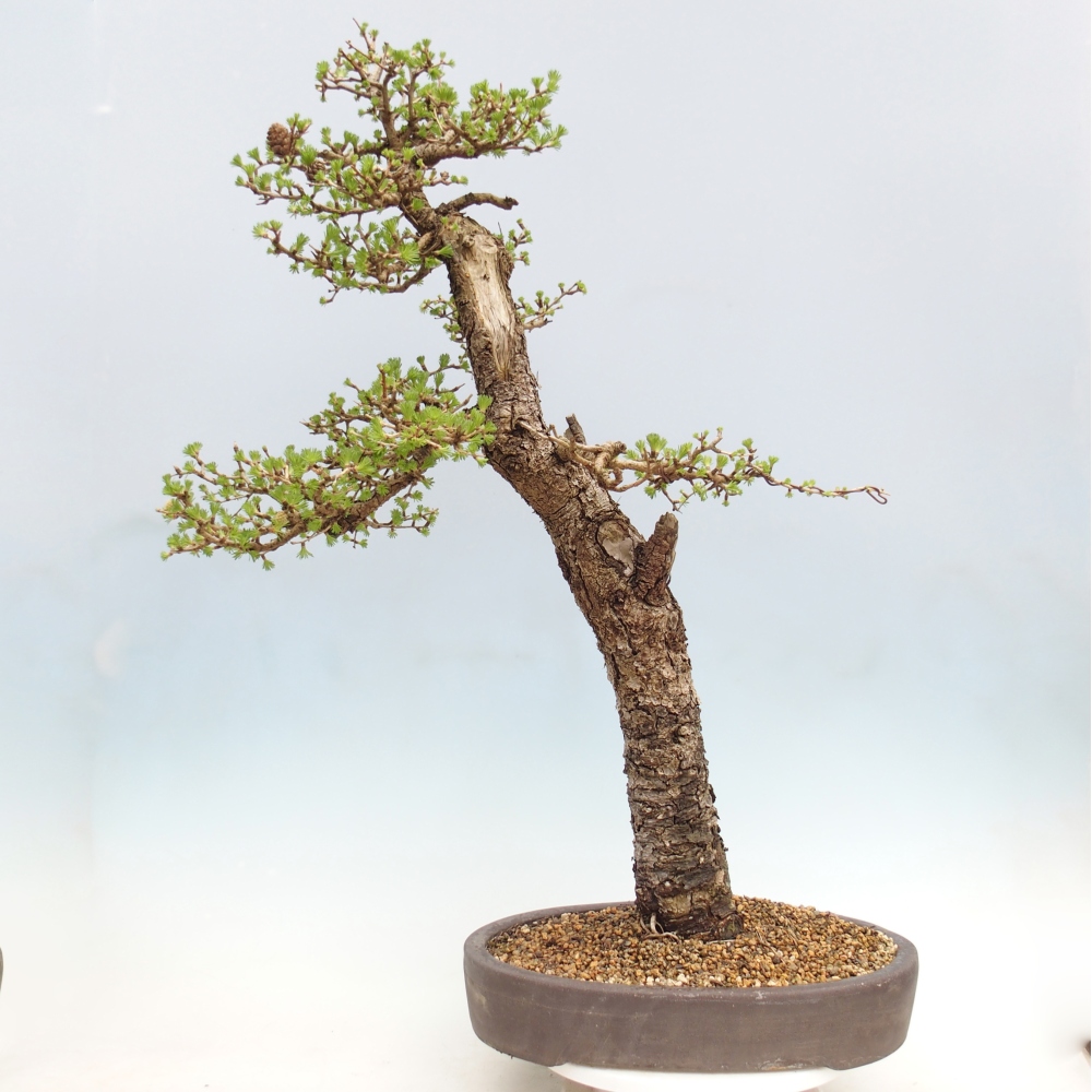 Bonsai voor buiten -Larix decidua - Lariks - Alleen palletvervoer