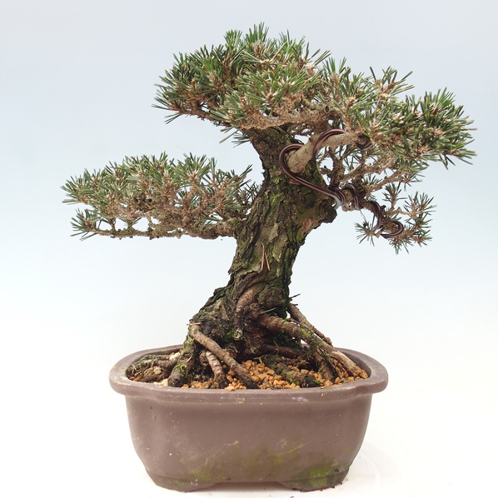 Bonsai voor buiten - Pinus thunbergii Kotobuki - Thunberg den