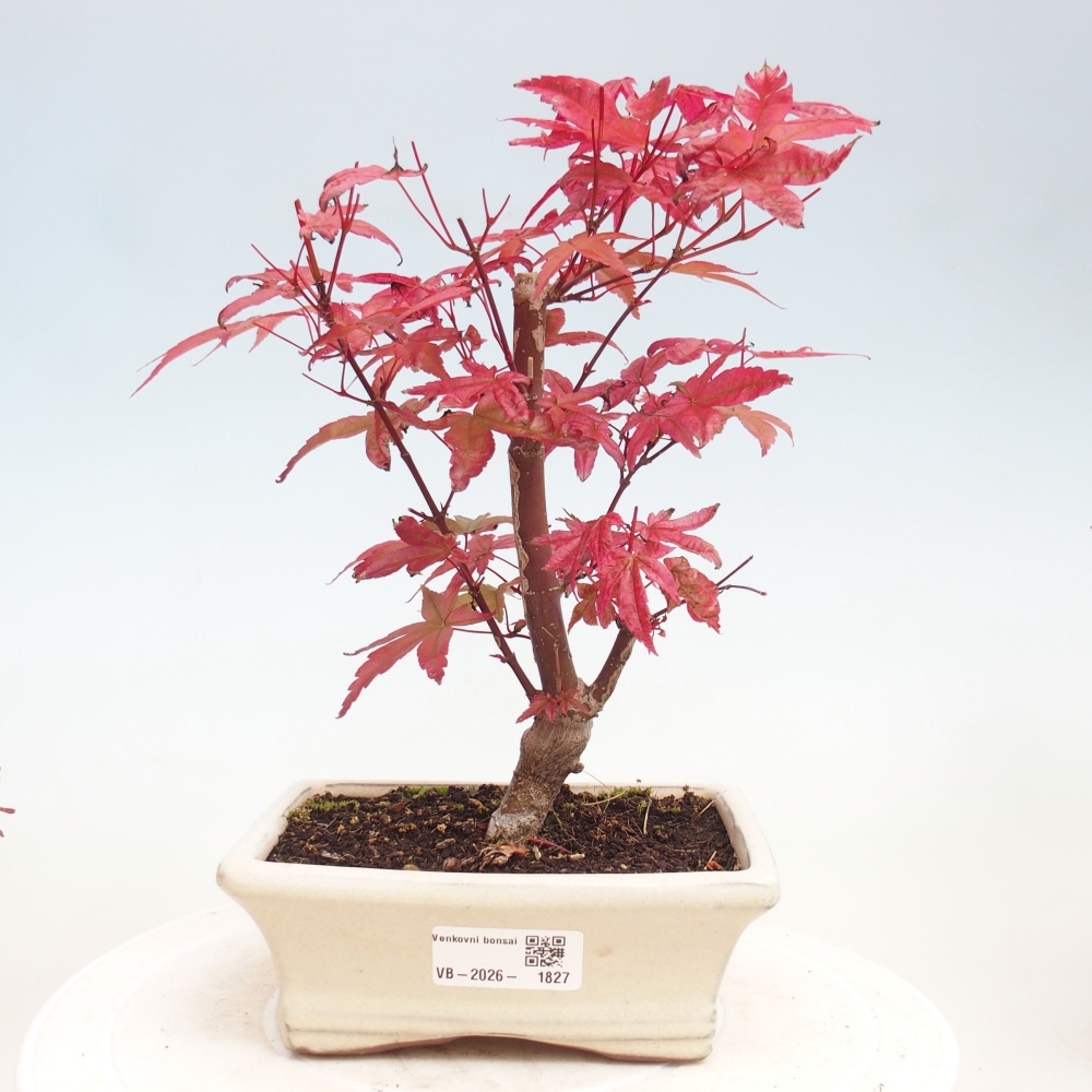 Bonsai voor buiten - Acer palmatum DESHOJO