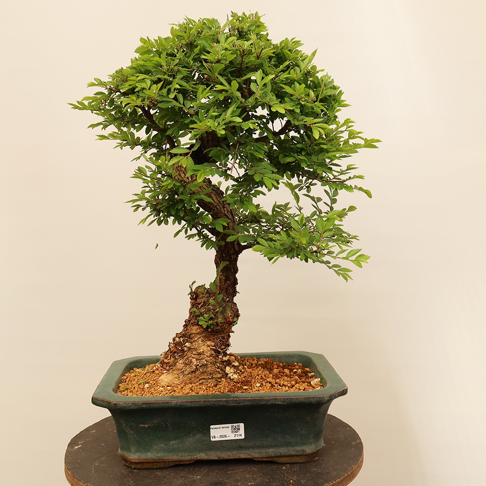 Bonsai voor buiten - Zelkova - Zelkova NIRE