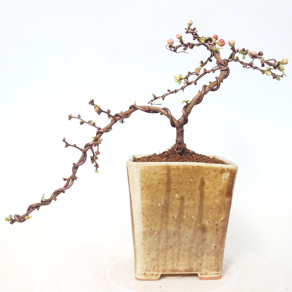 Bonsai voor buiten - Chaneomeles s. Red Joy - Kweepeer