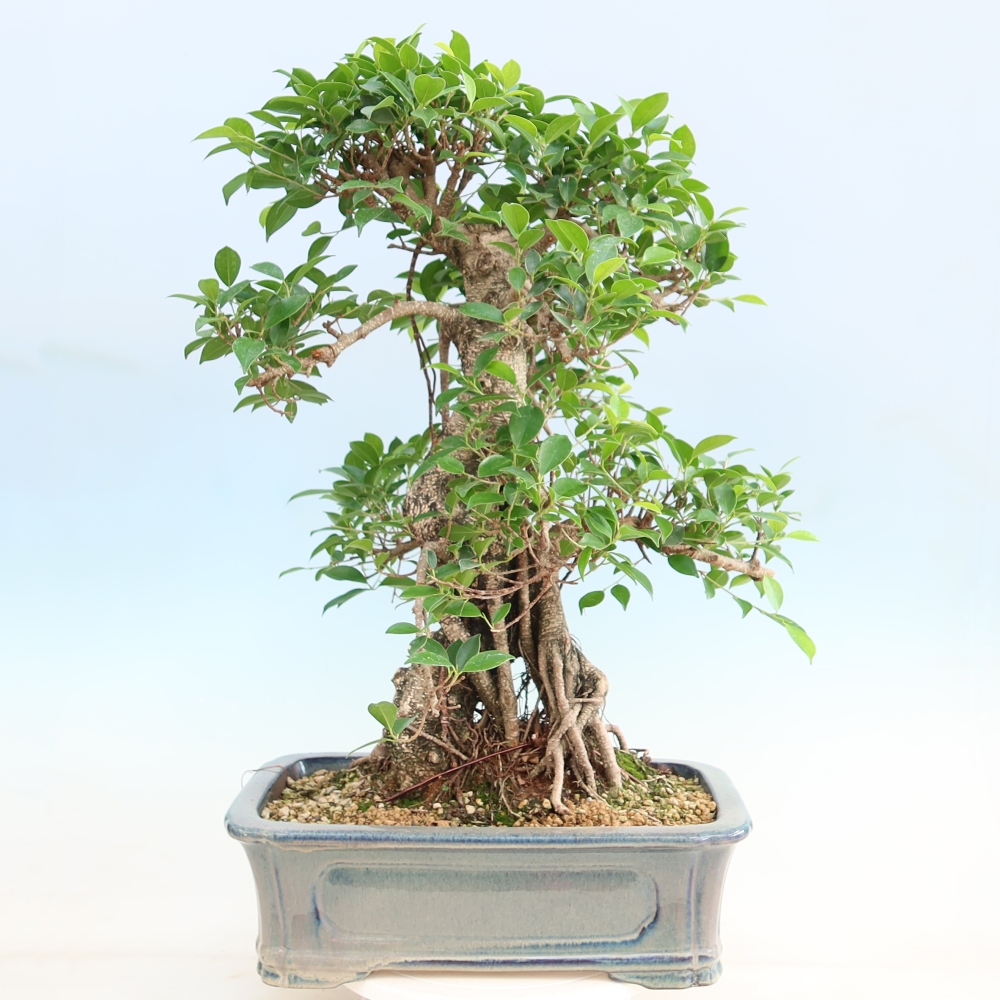 Kamerbonsai - Ficus kimmen - kleinbladige ficus