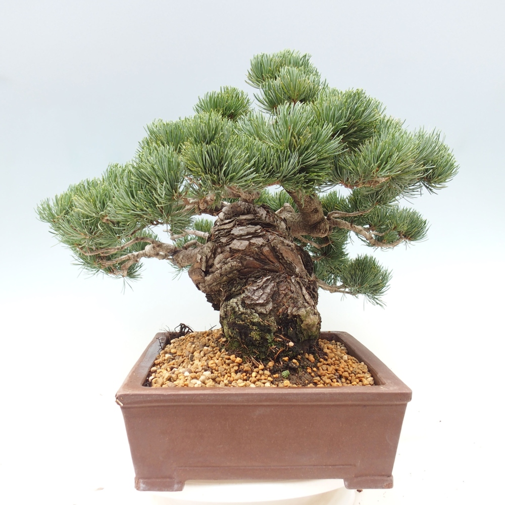 Bonsai voor buiten - Pinus parviflora - Pinus parviflora